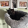 Lilith joined the competition — help win amazing prizes! black, cat, cat_bed, cozy, family_photos, furniture, furry, gray, home, indoor, kitten, pet, picture_frames, pom_pom, radiator, resting, scratching_post, sleeping, soft, wall_photos