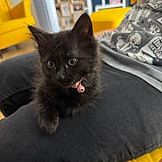 Lilith is registered to the contest to win money with this photo: animal, black_cat, casual_clothing, chair, collar, cozy, cute, domestic, fur, furniture, home, indoor, kitten, lap, person, pet, pink_bell, relaxing, yellow, young_animal