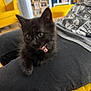 animal, black_cat, casual_clothing, chair, collar, cozy, cute, domestic, fur, furniture, home, indoor, kitten, lap, person, pet, pink_bell, relaxing, yellow, young_animal