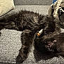 Lilith joined the competition — help win amazing prizes! animal, black_cat, blanket, cat, closeup, comfort, couch, cozy, domestic_animal, feline, fluffy, fur, home, indoor, leisure, pet, relaxation, resting, sleeping, upside_down