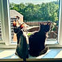 animal, backyard, black_cat, cat, collar, curious, daylight, domestic, fence, furless, greenery, indoor, pet, shadow, sitting, sphynx_cat, sunlight, tree, window, windowsill