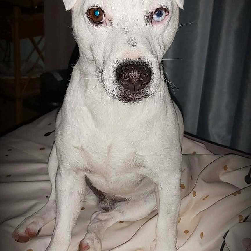 Léon