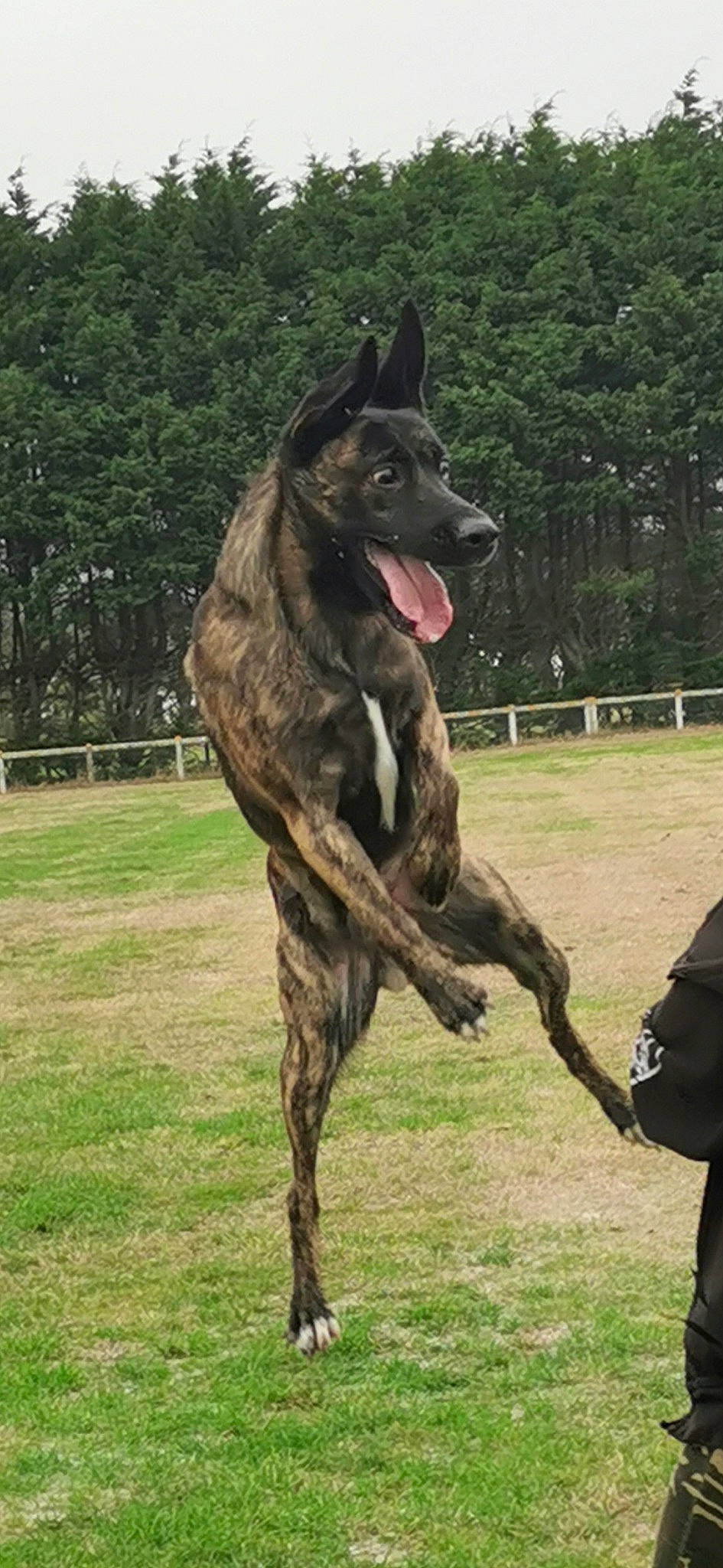 Pito a rejoint le concours — aidez-le/la à gagner de superbes lots ! alano_espanol, alaunt, canidae, carnivore, dog, dog_breed, dutch_shepherd_dog, galgo_espanol, giant_dog_breed, great_dane, greyhound, magyar_agar, mammal, rampur_greyhound, rare_breed_dog, sighthound, vertebrate