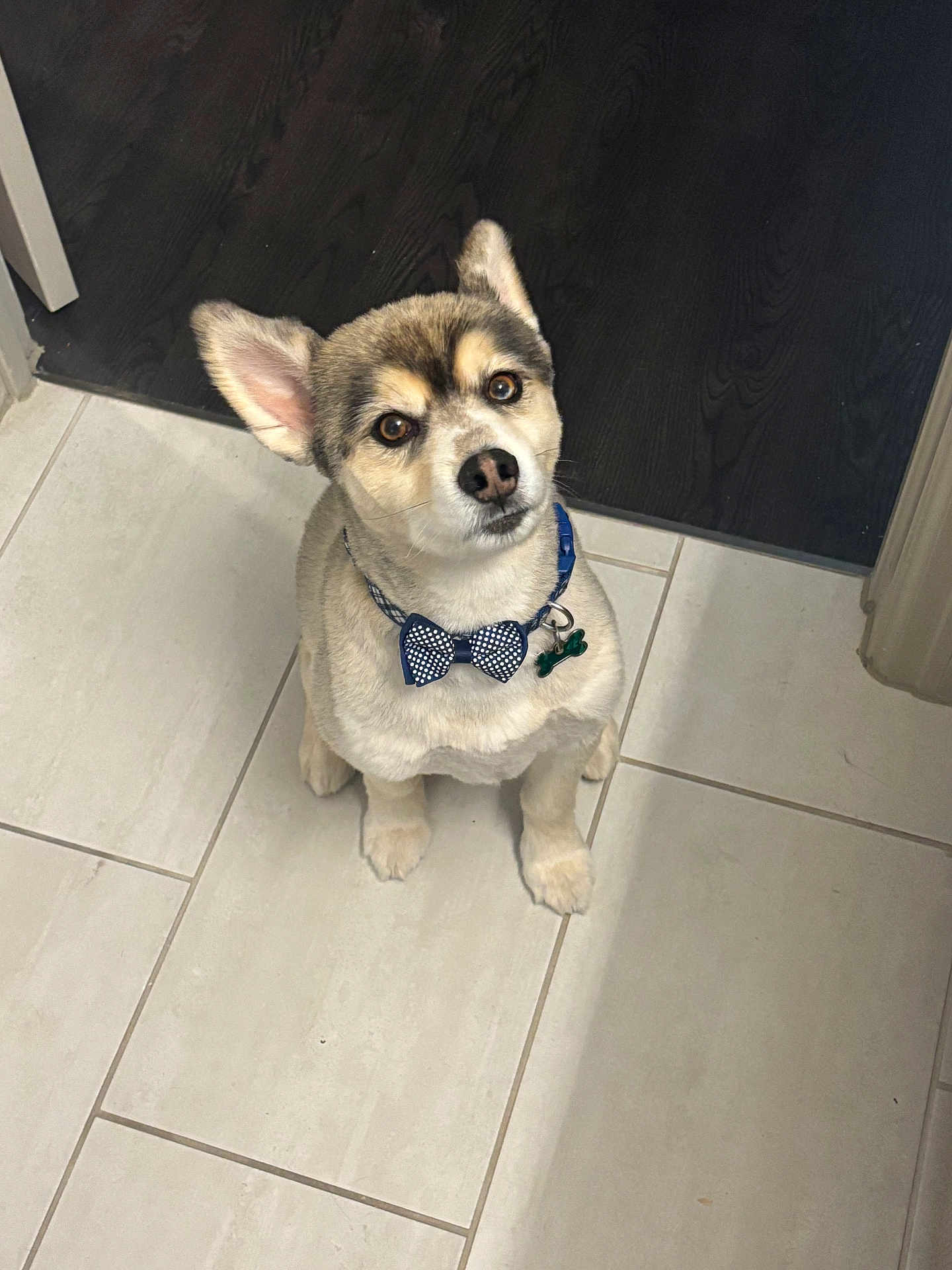 Loki Papi Bear is registered to the contest to win money with this photo: dog, puppy, bow_tie, collar, pet_tag, sitting, tile_floor, indoor, looking_up, ears, brown_eyes, fur, paws, cute, portrait, doorway, dark_wood_floor, accessory, nose, attentive