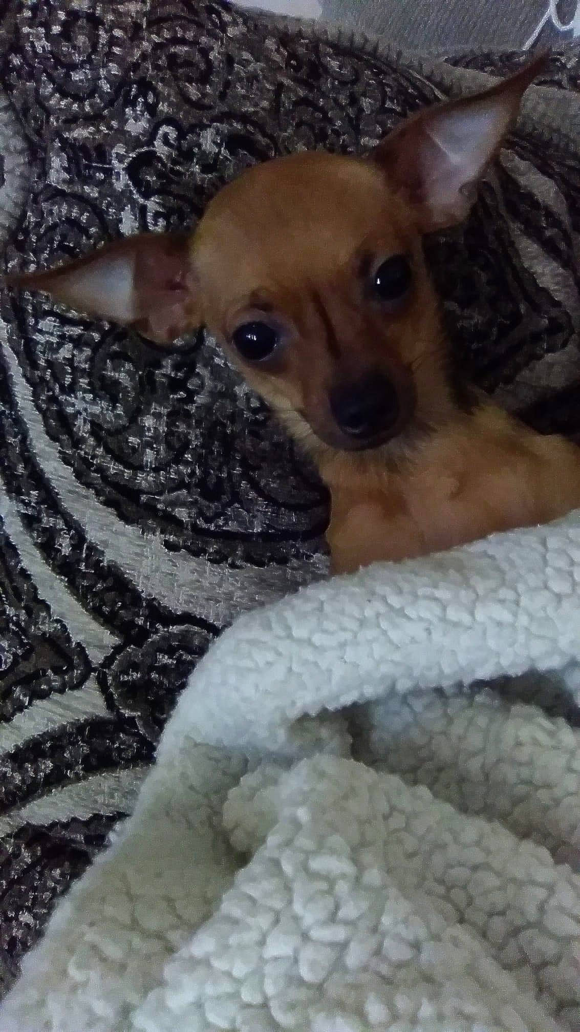 Bella joined the competition — help win amazing prizes! carnivore, chihuahua, comfort, companion_dog, corgi_chihuahua, dog, dog_breed, dog_supply, fawn, fur, linens, non_sporting_group, pattern, paw, snout, terrestrial_animal, terrier, toy_dog, whiskers, working_animal