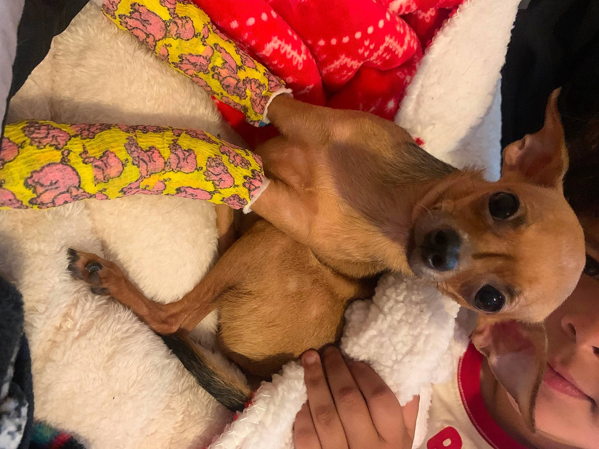 Bella is registered to the contest to win money with this photo: abdomen, carnivore, comfort, companion_dog, dog, dog_breed, dog_supply, fawn, foot, fur, human_leg, lap, linens, pattern, paw, snout, sporting_group, thigh, whiskers, wrist