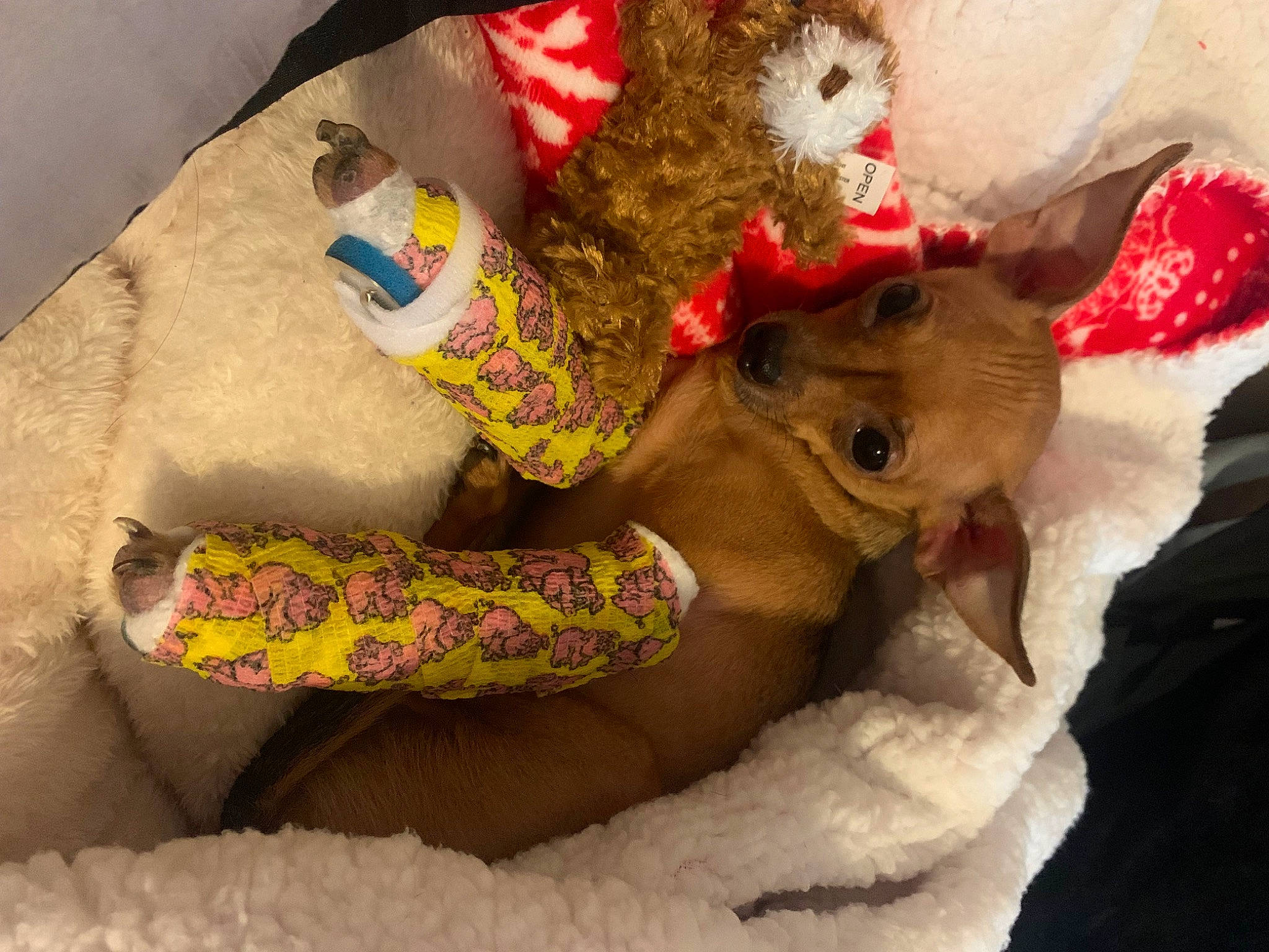 Bella joined the competition — help win amazing prizes! canidae, carnivore, comfort, companion_dog, dog, dog_breed, dog_supply, fawn, foot, fur, hat, human_leg, linens, nail, paw, selfie, sporting_group, stuffed_toy, thigh, toy