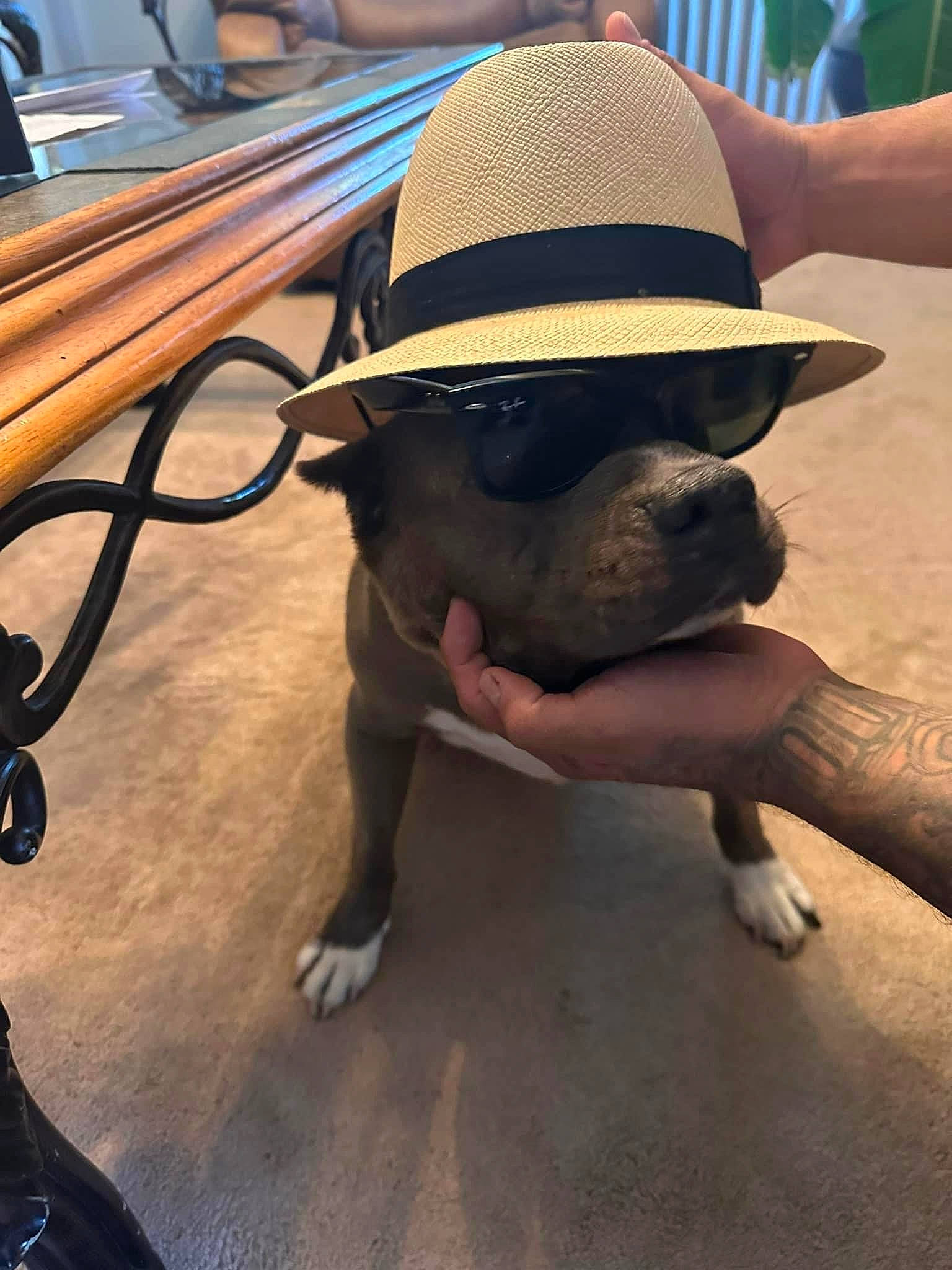Azul joined the competition — help win amazing prizes! carnivore, dog, eyewear, fawn, fedora, floor, flooring, foot, fun, hardwood, hat, headgear, human_leg, leisure, sun_hat, sunglasses, table, thigh, wood, working_animal