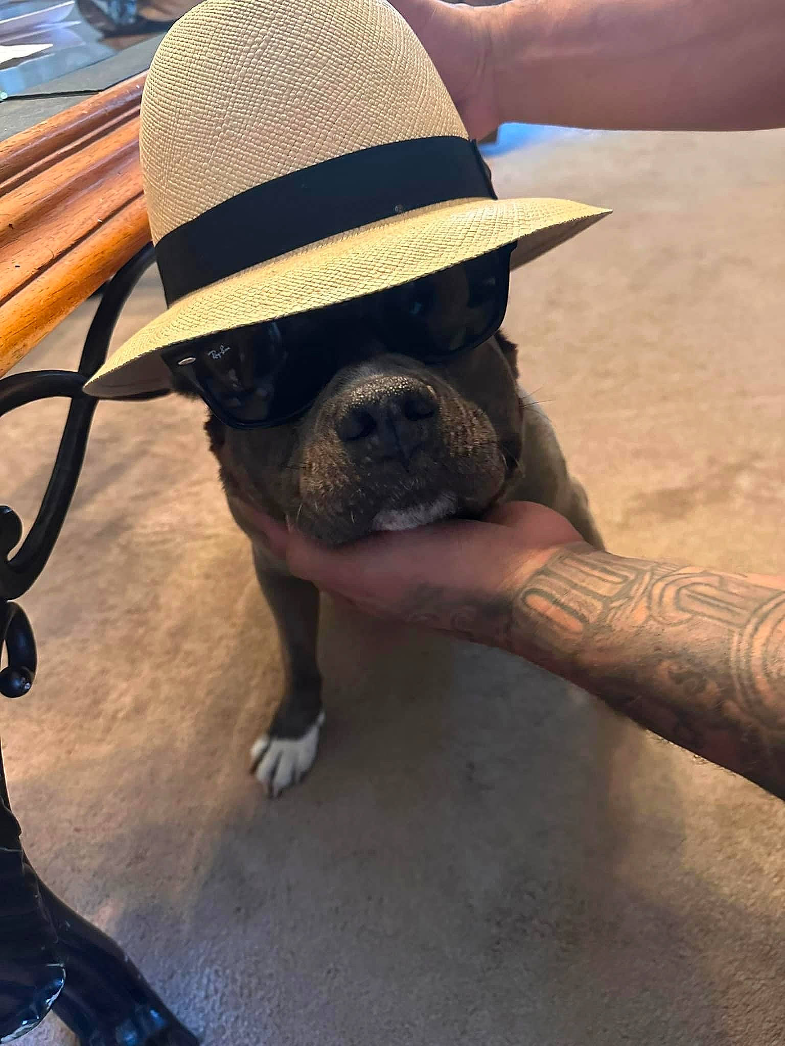 Azul joined the competition — help win amazing prizes! automotive_tire, carnivore, companion_dog, cool, dog, dog_breed, elbow, eyewear, fashion_accessory, fawn, fedora, foot, hat, human_leg, snout, sun_hat, sunglasses, thigh, vehicle_door, working_animal