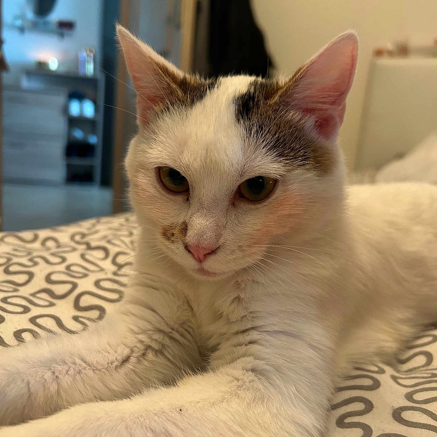 Simba participe au concours pour gagner de l'argent avec cette photo : animal, bedspread, brown_markings, cat, closeup, cozy, domestic, ears, eyes, feline, fur, home, indoor, pattern, pet, relaxed, resting, soft_light, whiskers, white_cat