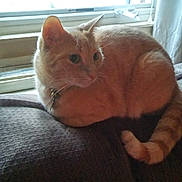 Max joined the competition — help win amazing prizes! cat, orange_cat, tabby, pet, window, indoor, couch, loaf, tail, collar, bell, relaxed, sitting, fur, whiskers, upholstery, sunlight, home, domestic_animal, looking_away