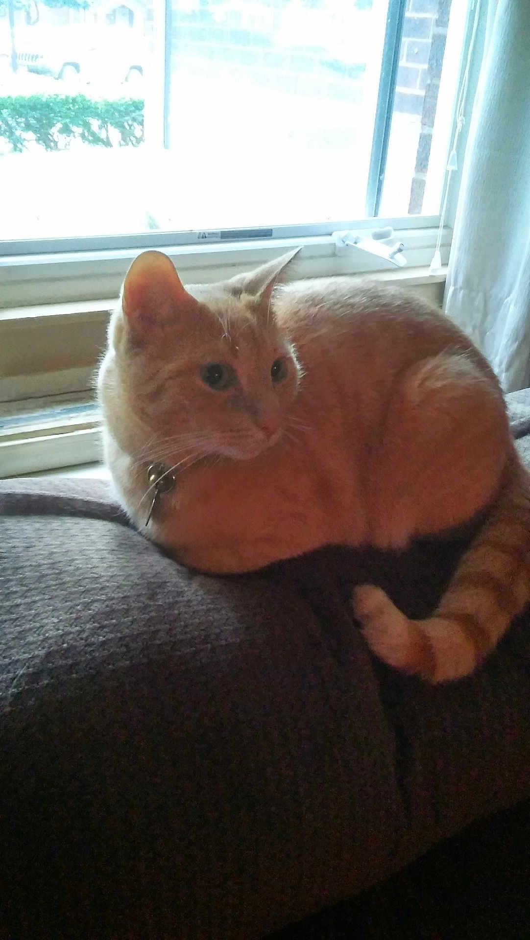 Max joined the competition — help win amazing prizes! cat, orange_cat, tabby, pet, window, indoor, couch, loaf, tail, collar, bell, relaxed, sitting, fur, whiskers, upholstery, sunlight, home, domestic_animal, looking_away