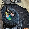 Broly is registered to the contest to win money with this photo: puppy, dog, black_and_white, playpen, pet, animal, lying_down, belly_up, sleeping, relaxed, toy, chew_toy, blanket, fluffy_bed, indoor, home, crate, wire_fence, colorful, cute