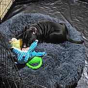 Broly joined the competition — help win amazing prizes! puppy, dog, black_dog, pet, animal, playpen, crate, dog_bed, fluffy_bed, toy, plush_toy, colorful_toys, chew_toy, sleeping, lying_down, indoors, home, black_coat, wrinkled_dog, pet_supplies