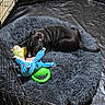 puppy, dog, black_dog, pet, animal, playpen, crate, dog_bed, fluffy_bed, toy, plush_toy, colorful_toys, chew_toy, sleeping, lying_down, indoors, home, black_coat, wrinkled_dog, pet_supplies