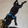 Broly is registered to the contest to win money with this photo: puppy, dog, black_dog, blue_harness, lying_down, floor, indoor, pet, animal, canine, short_hair, paws, legs, playful, relaxed, tactical_bag, backpack, clothing, shoe, funny_pose