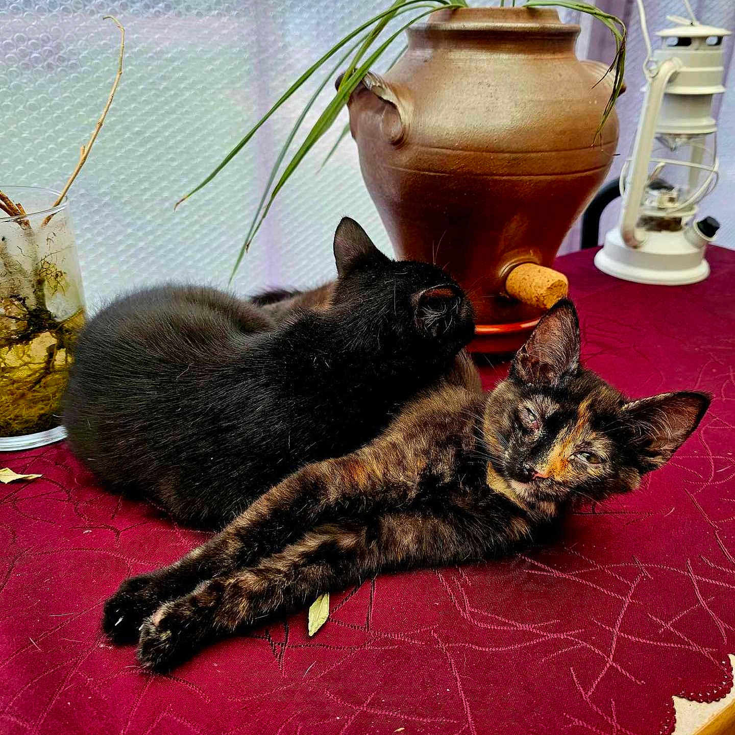 Mya Et Ruby a rejoint le concours — aidez-le/la à gagner de superbes lots ! animal, cat, cookware, hardwood, indoors, interiordesign, jar, kitten, manx, pet, plant, planter, pot, pottedplant, pottery, stainedwood, vase, window, windowsill, wood