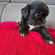 Baya a rejoint le concours — aidez-le/la à gagner de superbes lots ! puppy, dog, young, black_fur, white_paws, white_chest, cute, pet, animal, indoor, blanket, red, texture, sofa, gray, fur, small, resting, portrait, closeup