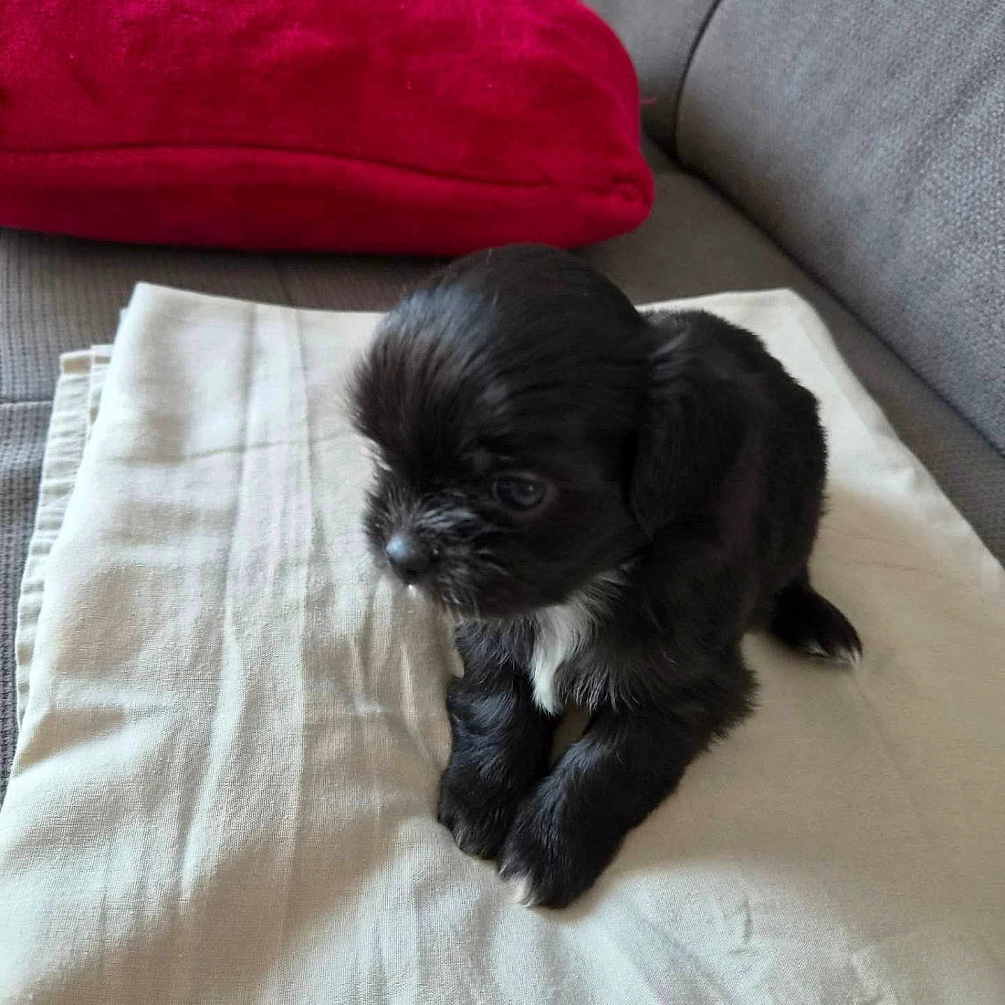 Baya a rejoint le concours — aidez-le/la à gagner de superbes lots ! adorable, animal, black_puppy, companion, couch, cozy, cute, dog, fur, home, indoor, pet, puppy, red_pillow, resting, sitting, small_dog, white_cloth, white_patch, young_dog
