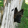 dog, fence, wood, grass, tree, outdoor, pet, curious, animal, nature, daylight, ears, snout, brown, black, canine, head, peek, vertical, weathered