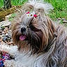 Sally a rejoint le concours — aidez-le/la à gagner de superbes lots ! dog, long_hair, bow, flower, grass, stones, toy, tongue_out, outdoor, pet, cute, playful, nature, animal, fur, small_dog, relaxed, summer, happy, closeup