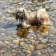Sally a rejoint le concours — aidez-le/la à gagner de superbes lots ! dog, water, pebbles, river, outdoor, nature, animal, pet, shallow_water, fur, wet, standing, looking, daylight, reflection, rocks, small_dog, curly_fur, playful, adorable