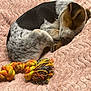 Roxi a rejoint le concours — aidez-le/la à gagner de superbes lots ! dog, sleeping, blanket, pink, rope_toy, pet, cozy, fur, indoor, resting, curled_up, animal, soft, cute, domestic, companion, relaxation, texture, small_dog, brown_black_white