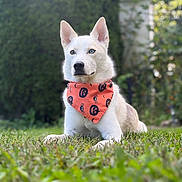 Bandit is registered to the contest to win money with this photo: animal, backyard, bandana, black_nose, blue_eyes, canine, dog, floppy_ears, fur, garden, grass, nature, outdoor, pet, pointed_ears, portrait, puppy, red_bandana, sitting, white_dog