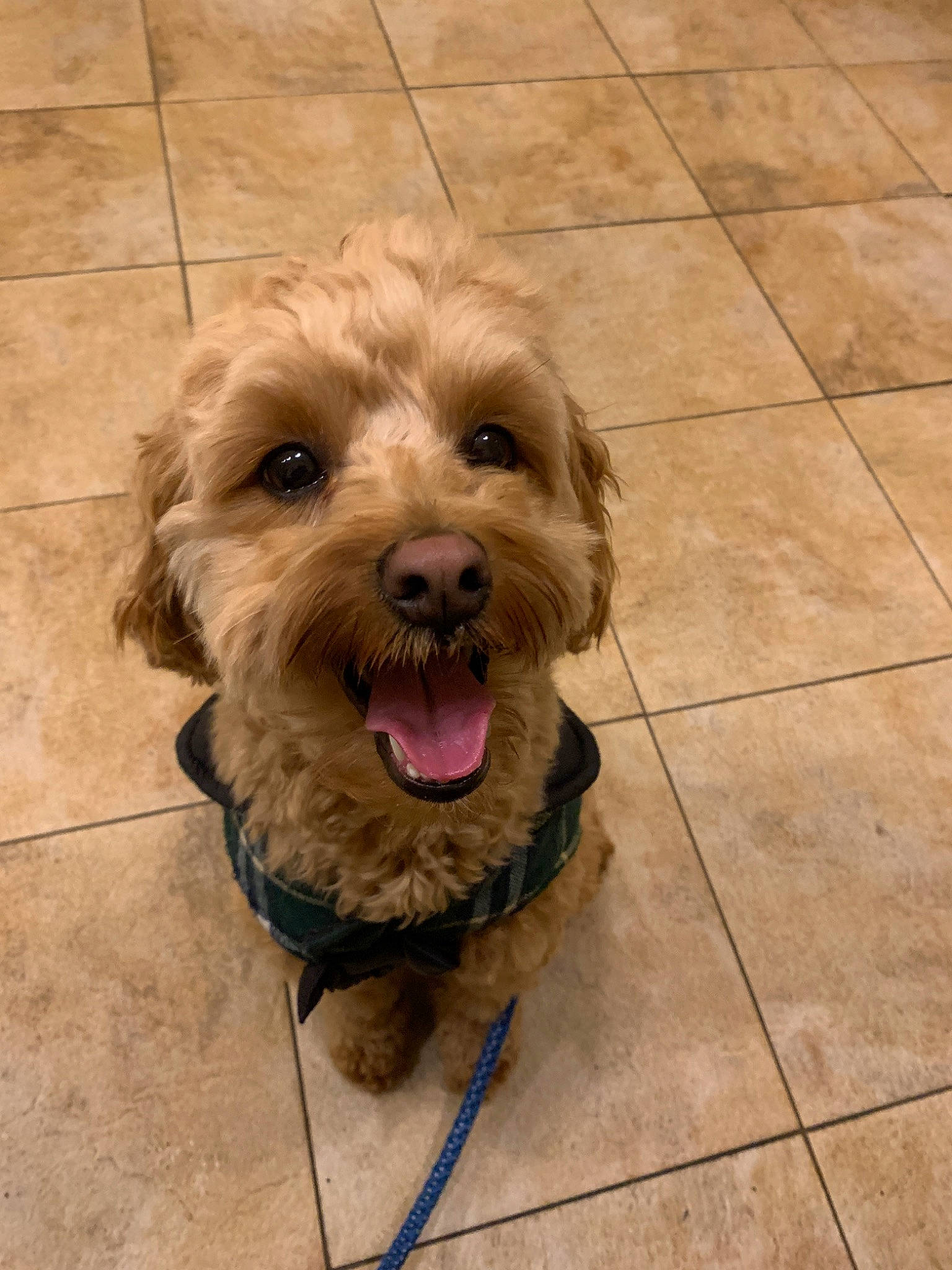 Donte joined the competition — help win amazing prizes! canidae, carnivore, cavapoo, cockapoo, companion_dog, dog, dog_breed, dutch_smoushond, glen_of_imaal_terrier, maltepoo, mammal, norfolk_terrier, poodle_crossbreed, puppy, schnoodle, snout, sporting_group, sporting_lucas_terrier, terrier, vertebrate