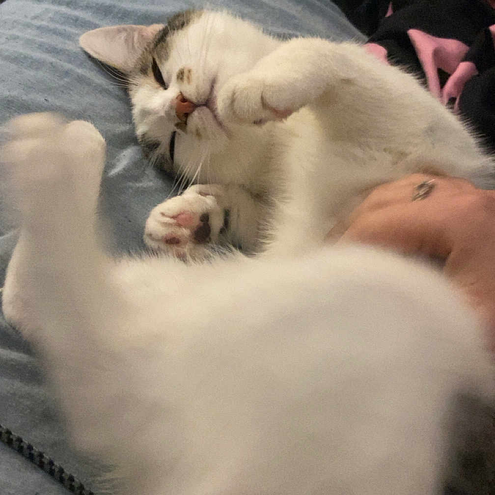 Voyou a rejoint le concours — aidez-le/la à gagner de superbes lots ! animal, bed, blanket, cat, comfort, cozy, cute, domestic, feline, fluffy, fur, hand, indoor, paws, pet, relaxed, resting, sleepy, whiskers, white_fur