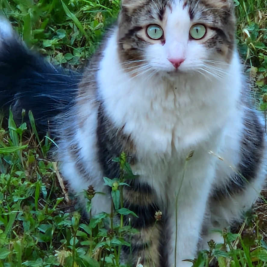 Xena participe au concours pour gagner de l'argent avec cette photo : alert, animal, cat, close_up, curious, ears, feline, fluffy, grass, green_eyes, mammal, nature, outdoor, pet, portrait, sitting, tabby, tail, whiskers, white_fur