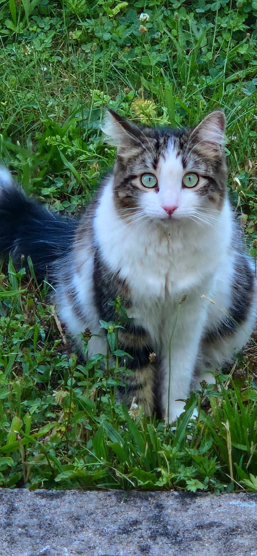 Xena participe au concours pour gagner de l'argent avec cette photo : cat, green_eyes, fluffy, grass, outdoor, nature, animal, pet, curious, sitting, white_fur, tabby, ears, tail, whiskers, alert, close_up, mammal, feline, portrait