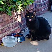 Angel joined the competition — help win amazing prizes! animal, black_cat, brick_wall, cat, concrete, cute, daylight, feline, food_bowl, greenery, licking, nature, outdoor, pet, plant, shadow, sidewalk, sitting, water_bowl, yellow_eyes
