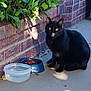 animal, black_cat, brick_wall, cat, concrete, cute, daylight, feline, food_bowl, greenery, licking, nature, outdoor, pet, plant, shadow, sidewalk, sitting, water_bowl, yellow_eyes