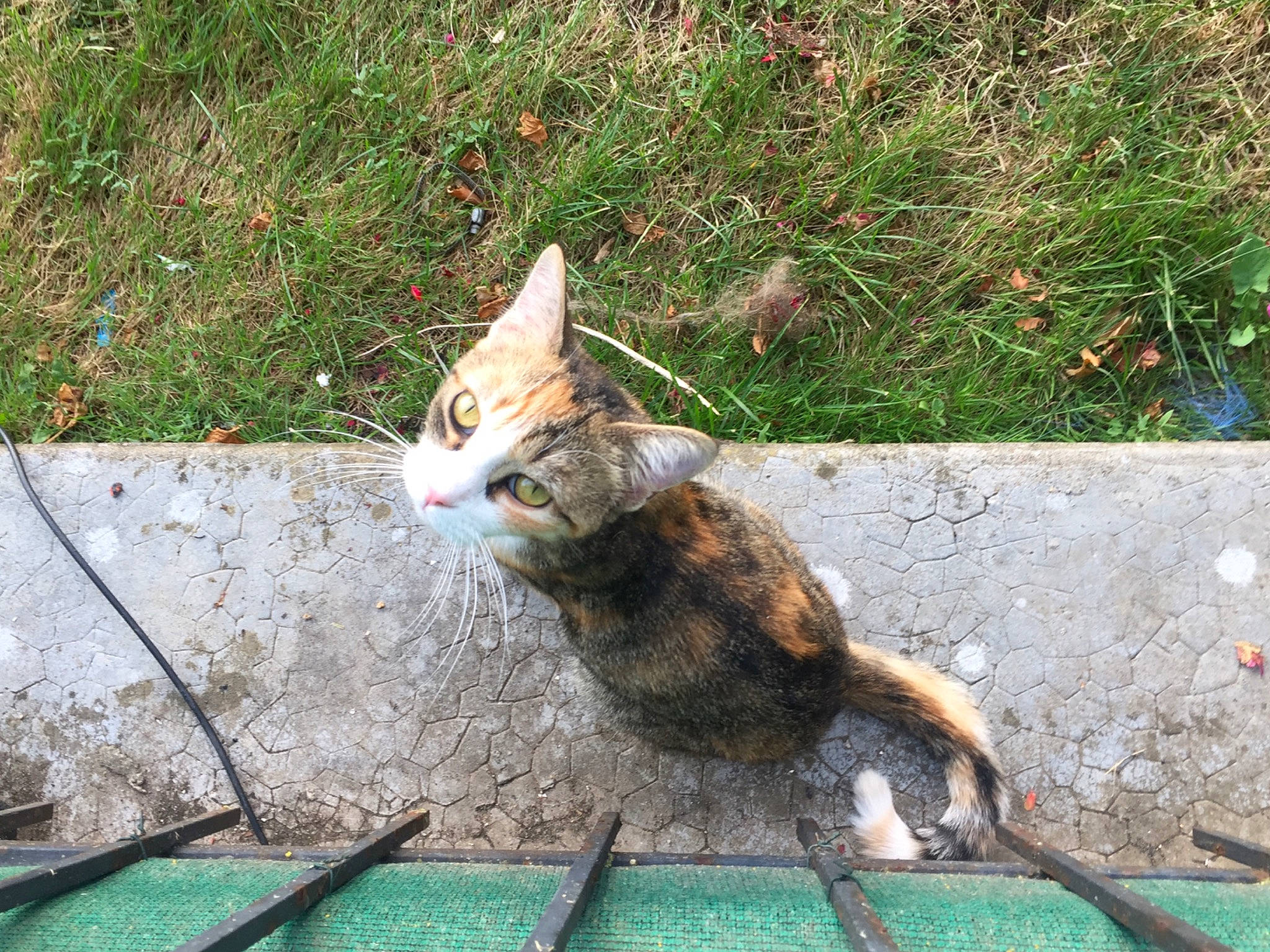 Nyx participe au concours pour gagner de l'argent avec cette photo : aegean_cat, carnivore, cat, claw, domestic_short_haired_cat, european_shorthair, felidae, german_rex, grass, kitten, small_to_medium_sized_cats, sokoke, tabby_cat, tail, whiskers, wild_cat