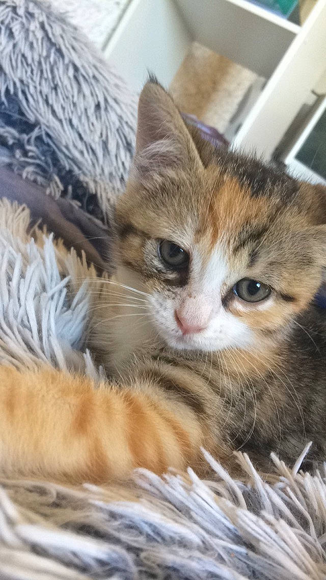 Nyx a rejoint le concours — aidez-le/la à gagner de superbes lots ! aegean_cat, american_shorthair, american_wirehair, asian, carnivore, cat, close_up, domestic_short_haired_cat, dragon_li, european_shorthair, felidae, fur, kitten, mammal, pixie_bob, siberian, small_to_medium_sized_cats, snout, tabby_cat, whiskers