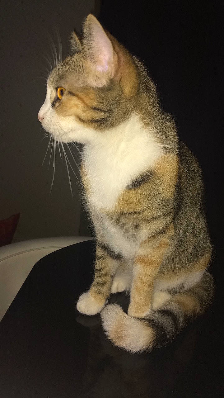 Nyx a rejoint le concours — aidez-le/la à gagner de superbes lots ! aegean_cat, american_shorthair, american_wirehair, asian, australian_mist, carnivore, cat, domestic_short_haired_cat, european_shorthair, felidae, fur, kitten, mammal, paw, polydactyl_cat, small_to_medium_sized_cats, tabby_cat, tail, vertebrate, whiskers