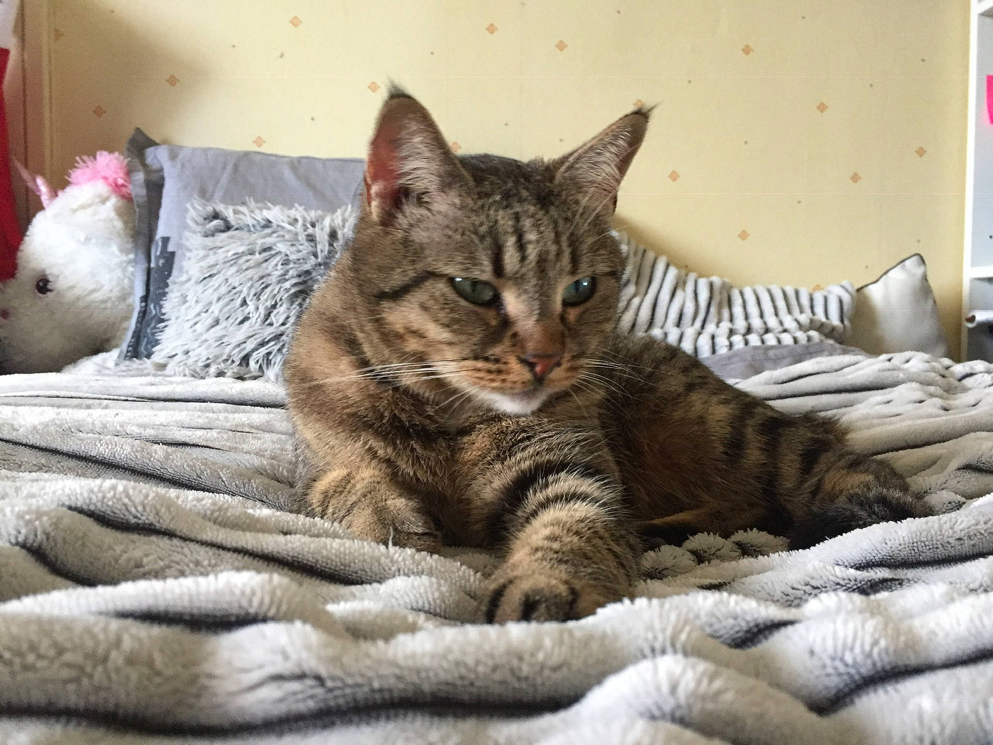 Busse participe au concours pour gagner de l'argent avec cette photo : aegean_cat, american_shorthair, asian, australian_mist, california_spangled, carnivore, cat, domestic_short_haired_cat, dragon_li, european_shorthair, eye, felidae, kitten, mammal, ocicat, pixie_bob, small_to_medium_sized_cats, tabby_cat, vertebrate, whiskers