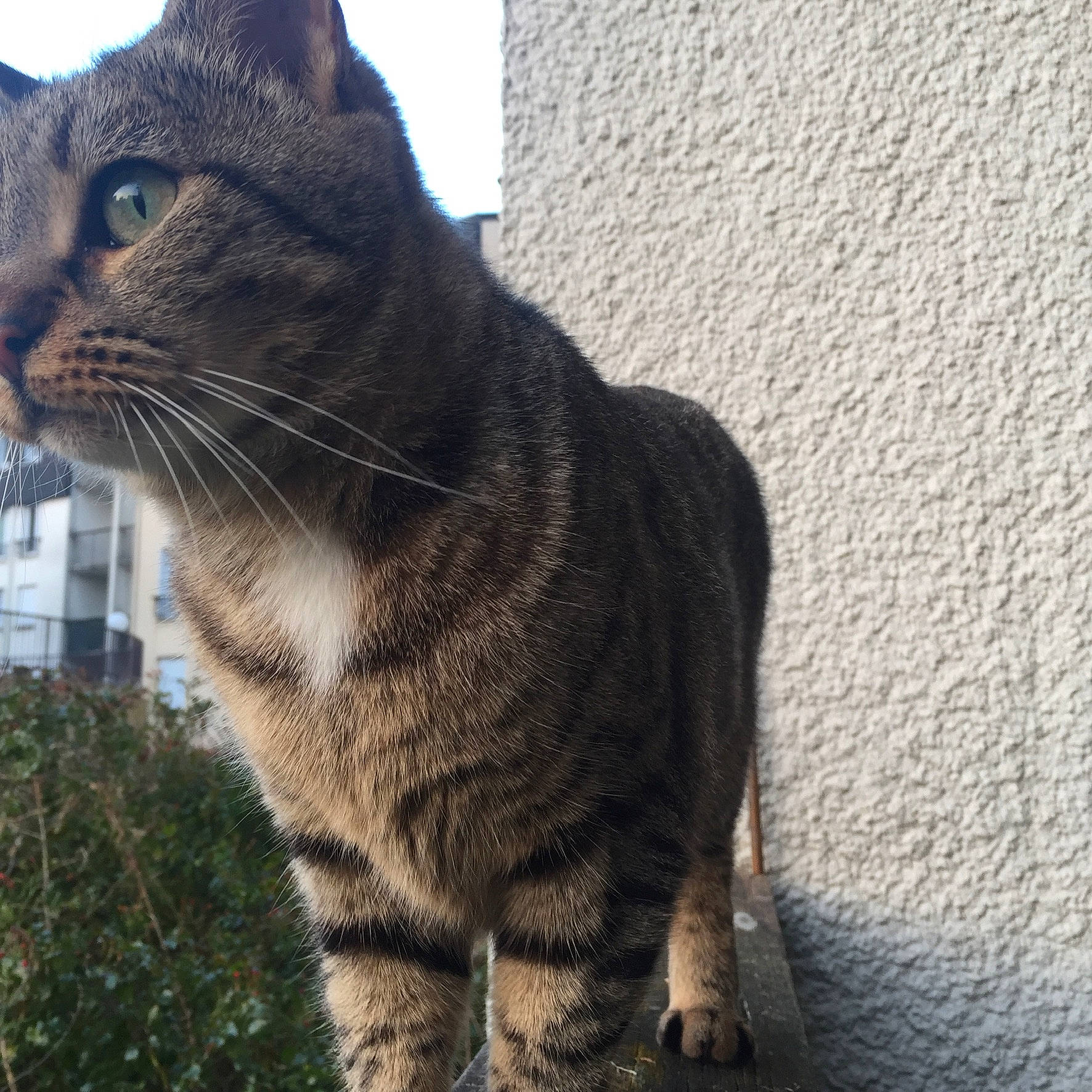 Busse a rejoint le concours — aidez-le/la à gagner de superbes lots ! aegean_cat, asian, california_spangled, carnivore, cat, domestic_short_haired_cat, dragon_li, european_shorthair, felidae, fur, german_rex, mammal, sky, small_to_medium_sized_cats, snout, tabby_cat, tail, vertebrate, whiskers