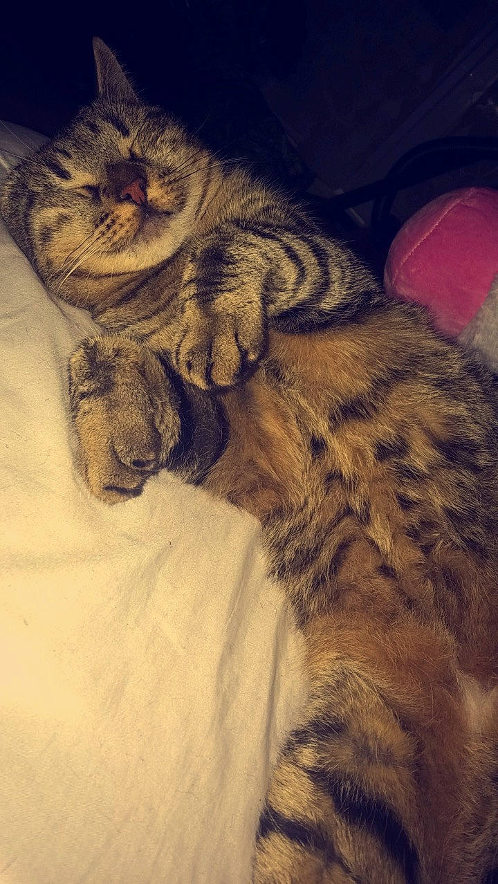 Busse participe au concours pour gagner de l'argent avec cette photo : american_bobtail, american_curl, asian, carnivore, cat, dragon_li, egyptian_mau, european_shorthair, felidae, fur, kitten, maine_coon, norwegian_forest_cat, paw, pixie_bob, siberian, small_to_medium_sized_cats, tabby_cat, tail, whiskers