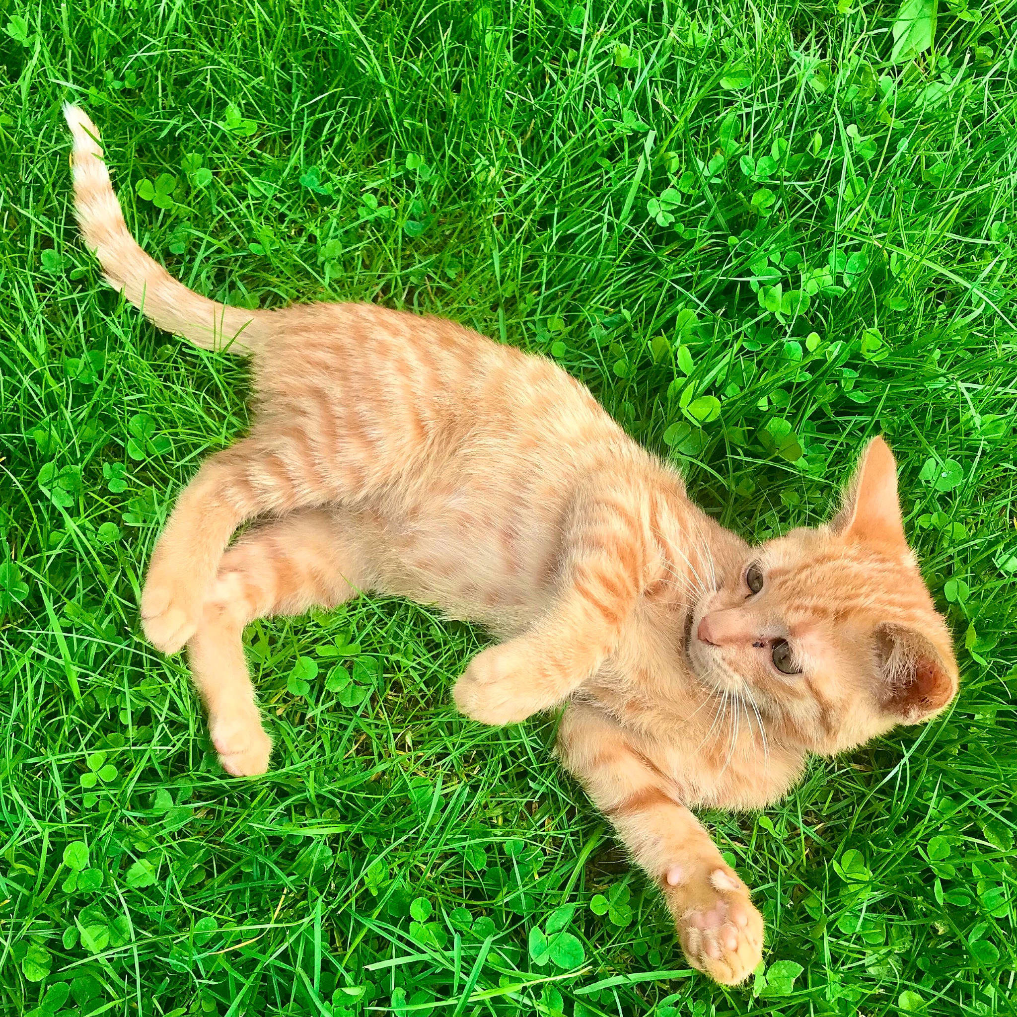 Dyson a rejoint le concours — aidez-le/la à gagner de superbes lots ! canidae, carnivore, cat, claw, domestic_short_haired_cat, fawn, felidae, fur, grass, grassland, groundcover, natural_landscape, paw, plant, small_to_medium_sized_cats, tail, terrestrial_animal, whiskers, wildlife