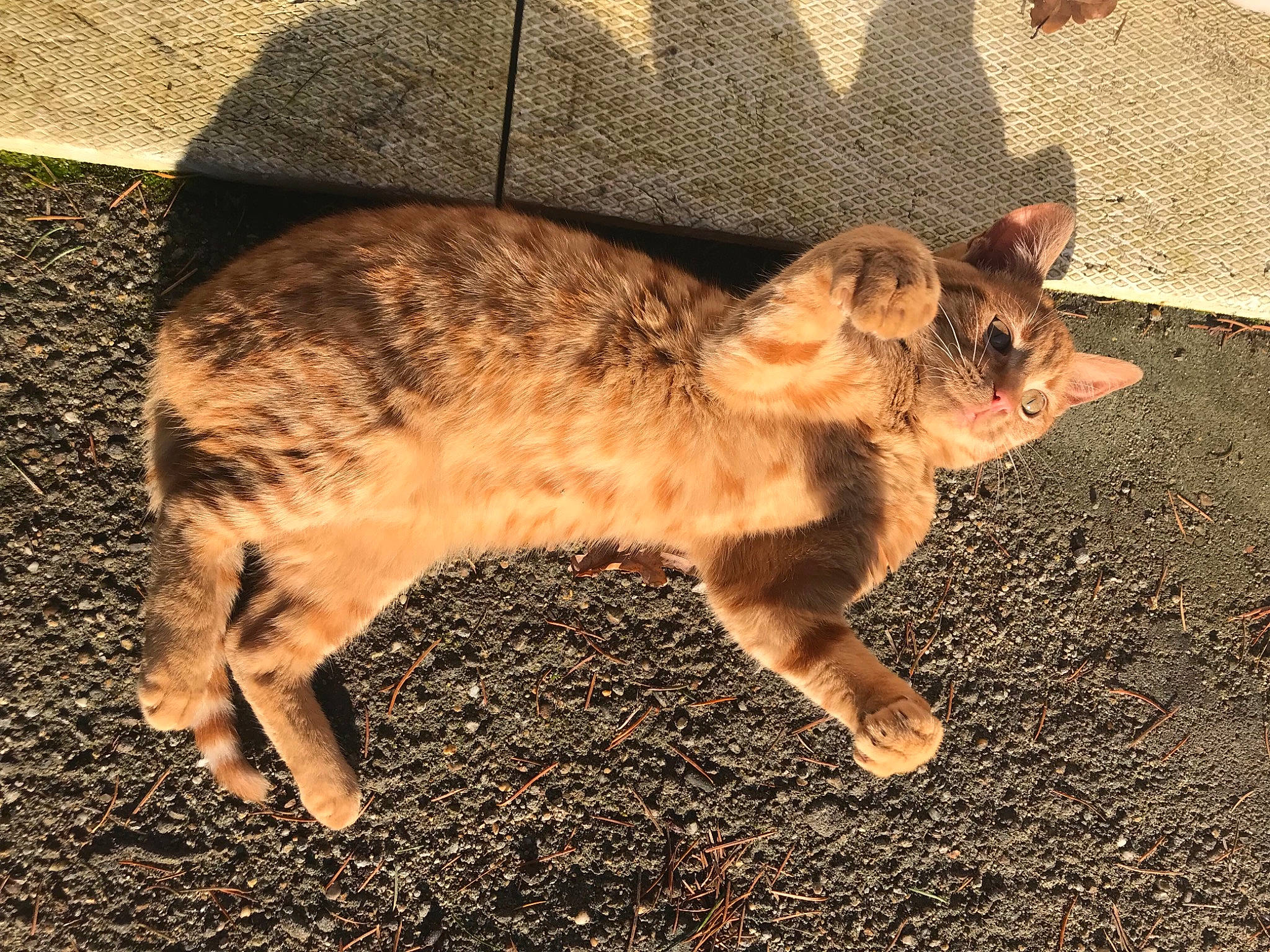 Dyson a rejoint le concours — aidez-le/la à gagner de superbes lots ! canidae, carnivore, cat, claw, comfort, domestic_short_haired_cat, fawn, felidae, fur, grass, paw, shadow, small_to_medium_sized_cats, soil, tail, terrestrial_animal, whiskers, wildlife