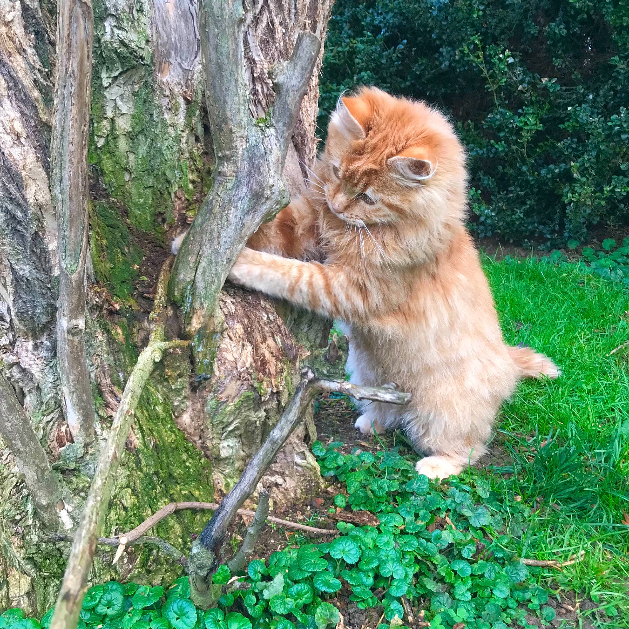 Feufeu participe au concours pour gagner de l'argent avec cette photo : carnivore, cat, fawn, felidae, forest, fur, grass, groundcover, plant, sitting, small_to_medium_sized_cats, soil, tail, terrestrial_animal, tree, trunk, twig, whiskers, wildlife, wood