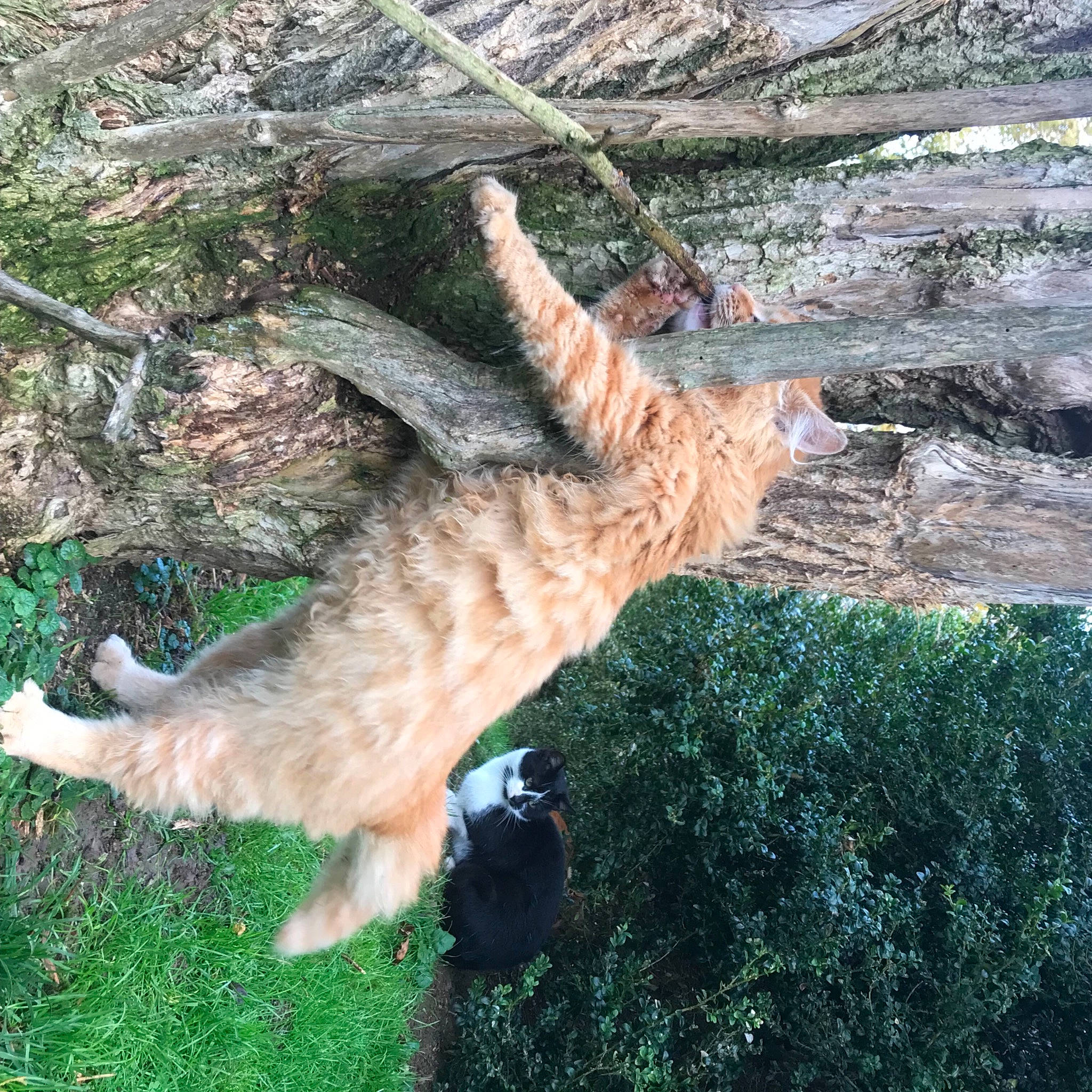 Feufeu a rejoint le concours — aidez-le/la à gagner de superbes lots ! carnivore, cat, claw, dog_breed, domestic_short_haired_cat, fawn, felidae, fur, grass, groundcover, organism, plant, small_to_medium_sized_cats, sporting_group, tail, terrestrial_animal, tree, vegetation, whiskers, wood