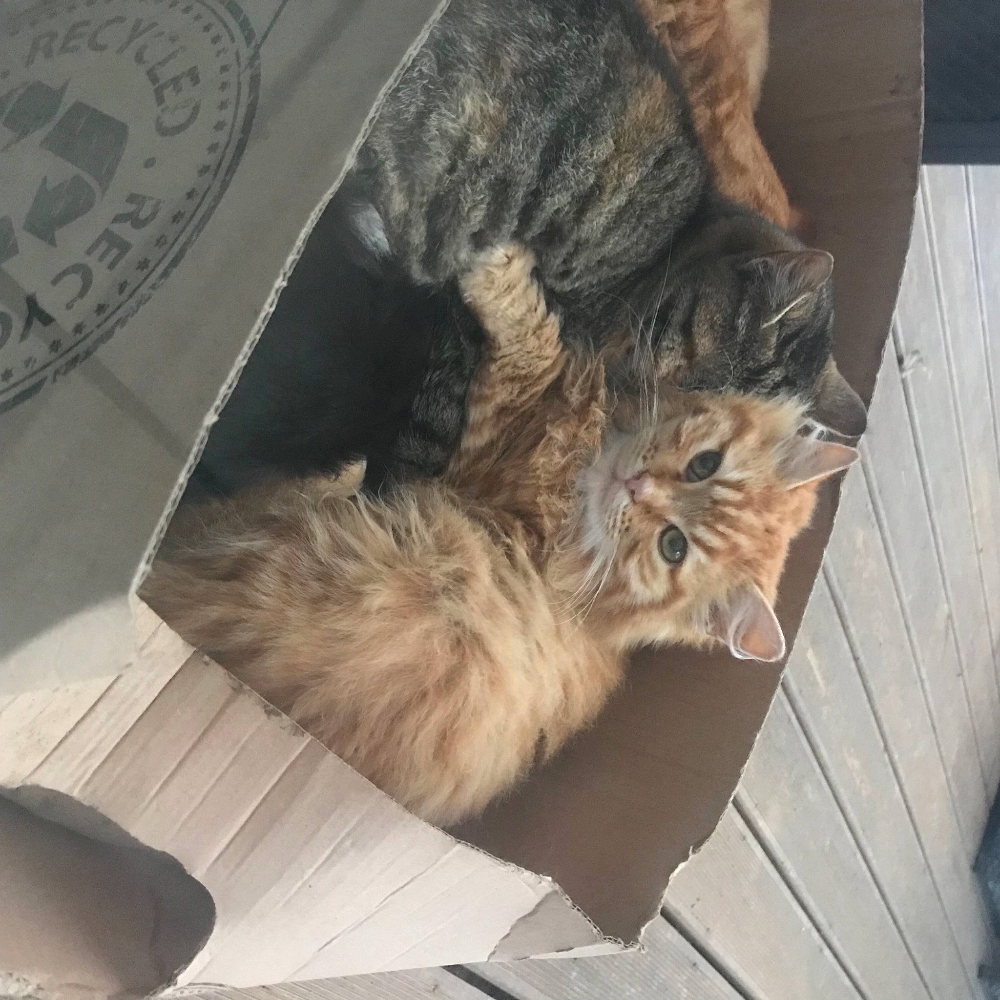 Feufeu participe au concours pour gagner de l'argent avec cette photo : box, carnivore, cat, claw, comfort, dog_breed, domestic_short_haired_cat, fawn, felidae, flooring, fur, grey, hardwood, paw, small_to_medium_sized_cats, snout, tail, terrestrial_animal, whiskers, wood