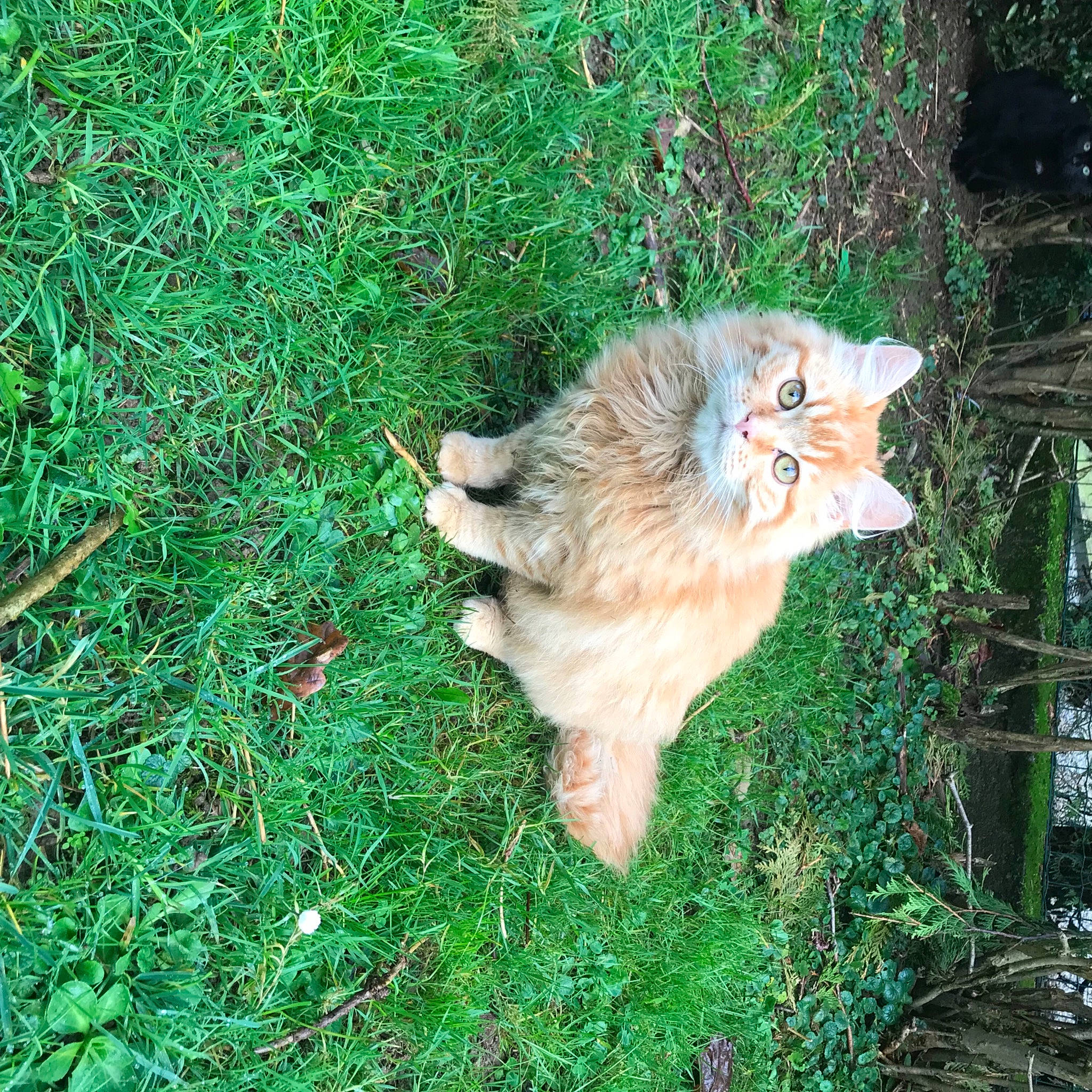 Feufeu participe au concours pour gagner de l'argent avec cette photo : carnivore, cat, claw, companion_dog, dog_breed, domestic_short_haired_cat, fawn, felidae, fur, grass, groundcover, plant, small_to_medium_sized_cats, spitz, tail, terrestrial_animal, tree, whiskers