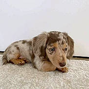 Peanut is registered to the contest to win money with this photo: adorable, animal, brown, carpet, companion, cute, dachshund, dapple, dog, floppy_ears, fur, indoor, laying_down, mammal, pet, portrait, puppy, small, white, young