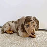 adorable, animal, brown, carpet, companion, cute, dachshund, dapple, dog, floppy_ears, fur, indoor, laying_down, mammal, pet, portrait, puppy, small, white, young