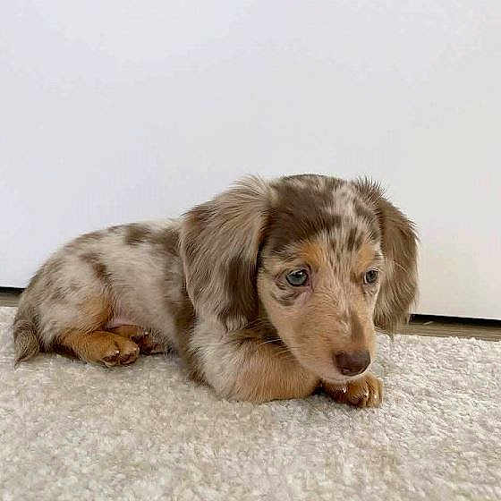 Peanut