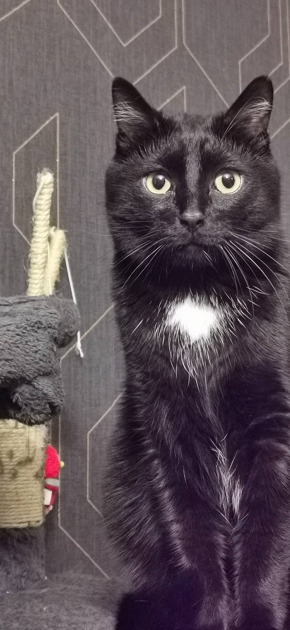 Oreo a rejoint le concours — aidez-le/la à gagner de superbes lots ! black_cat, carnivore, cat, claw, domestic_short_haired_cat, felidae, fur, grey, monochrome, monochrome_photography, paw, small_to_medium_sized_cats, snout, tail, terrestrial_animal, whiskers